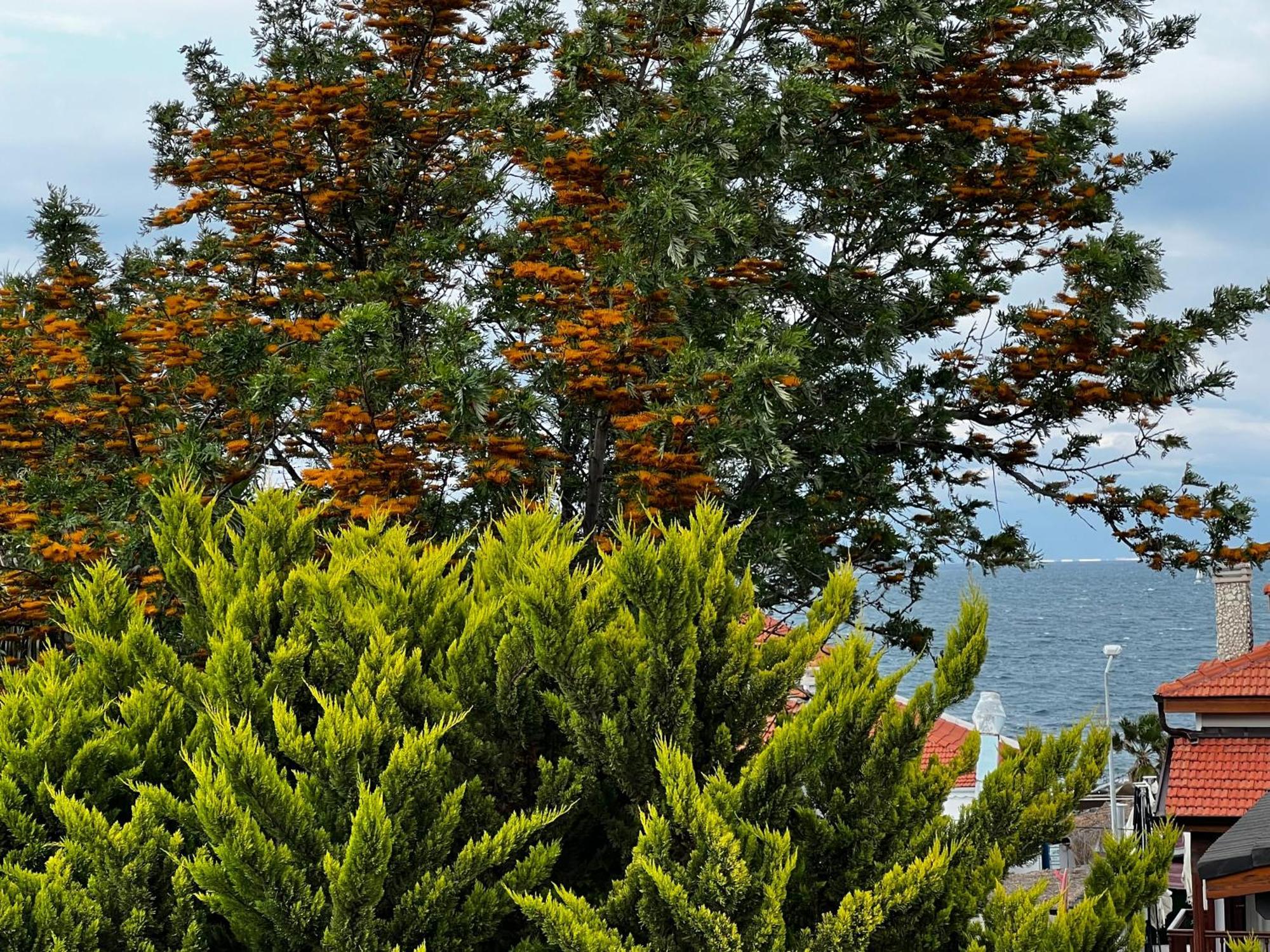 Ada Konak Otel Urla Zewnętrze zdjęcie